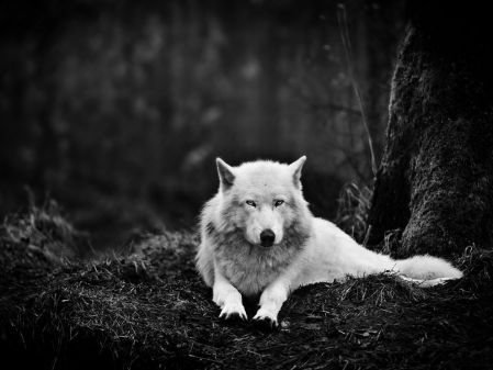 gray-wolf-sanctuary