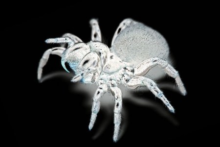 800px-Mouse_spider_invert